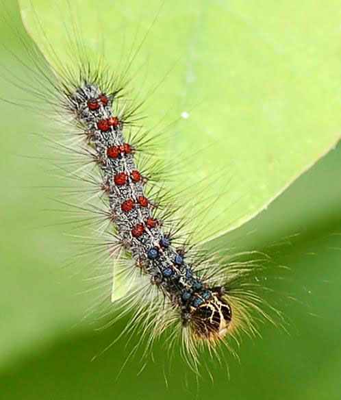 Large gypsy moth larva